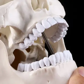 Човешката Анатомическая Анатомическая Главата с Основния виртуален скелет Череп Обучение Модел на Учебни Пособия за Обучение инструмент
