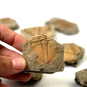 Природен Ископаемый Опашката на Трилобита Животно Коралов Проба на Трилобита Короната на Каменна Колекция Наука е Наука на Опашката на Насекомото Обучение A2A6